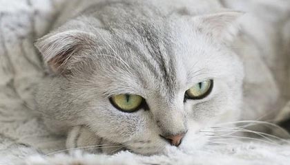 开云平台-西甲激烈争夺，专家解读战术变化，西甲loading